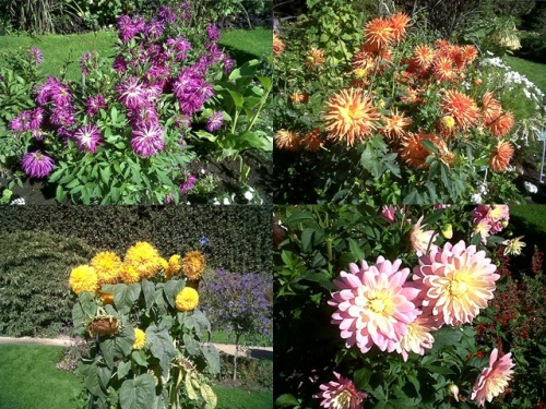 Flores_Jardin-des-Plantes